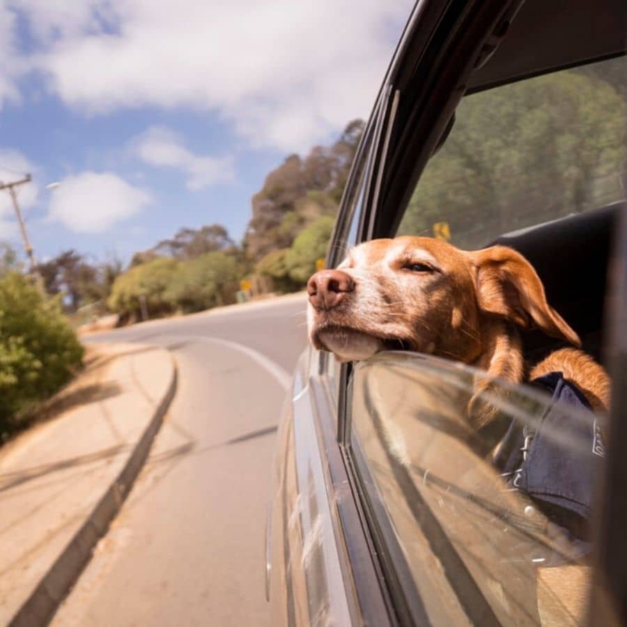 Come portare il cane in macchina