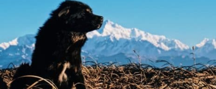 Cão de gado transmontano