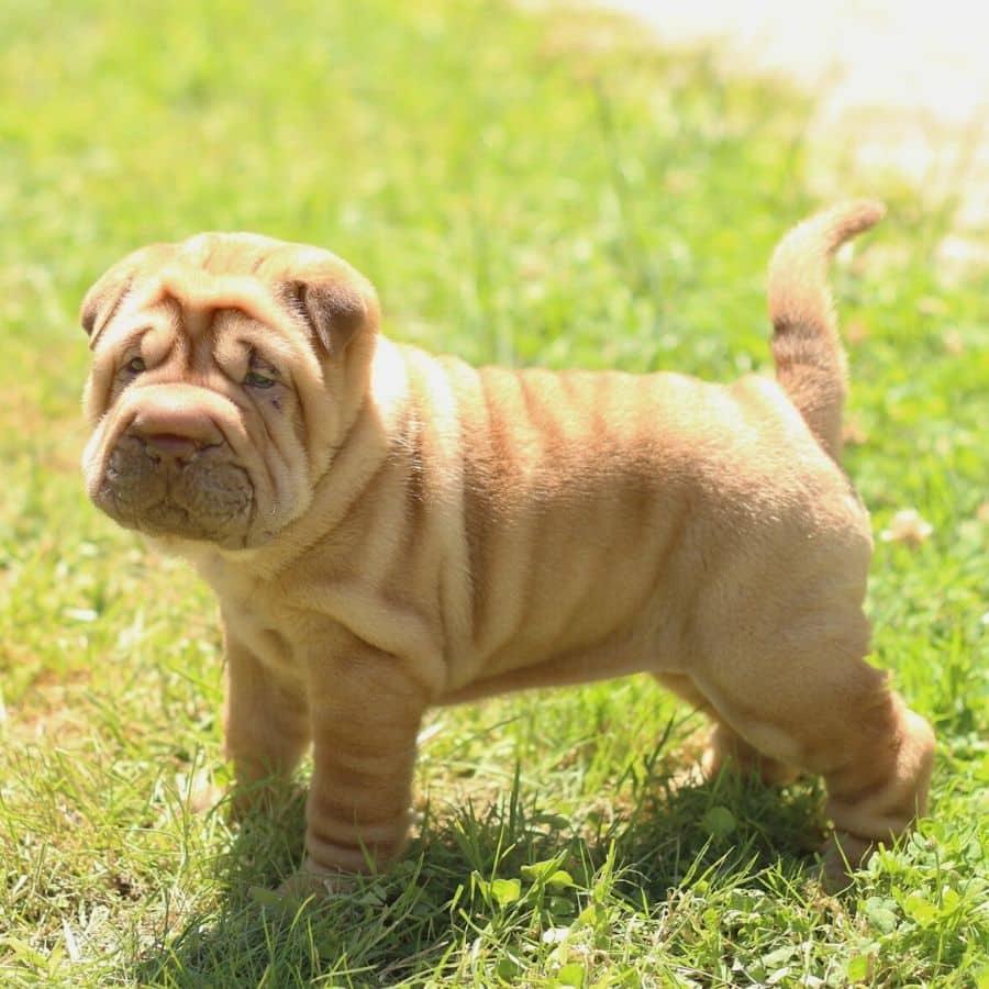 Shar Pei: um guia completo sobre a raça