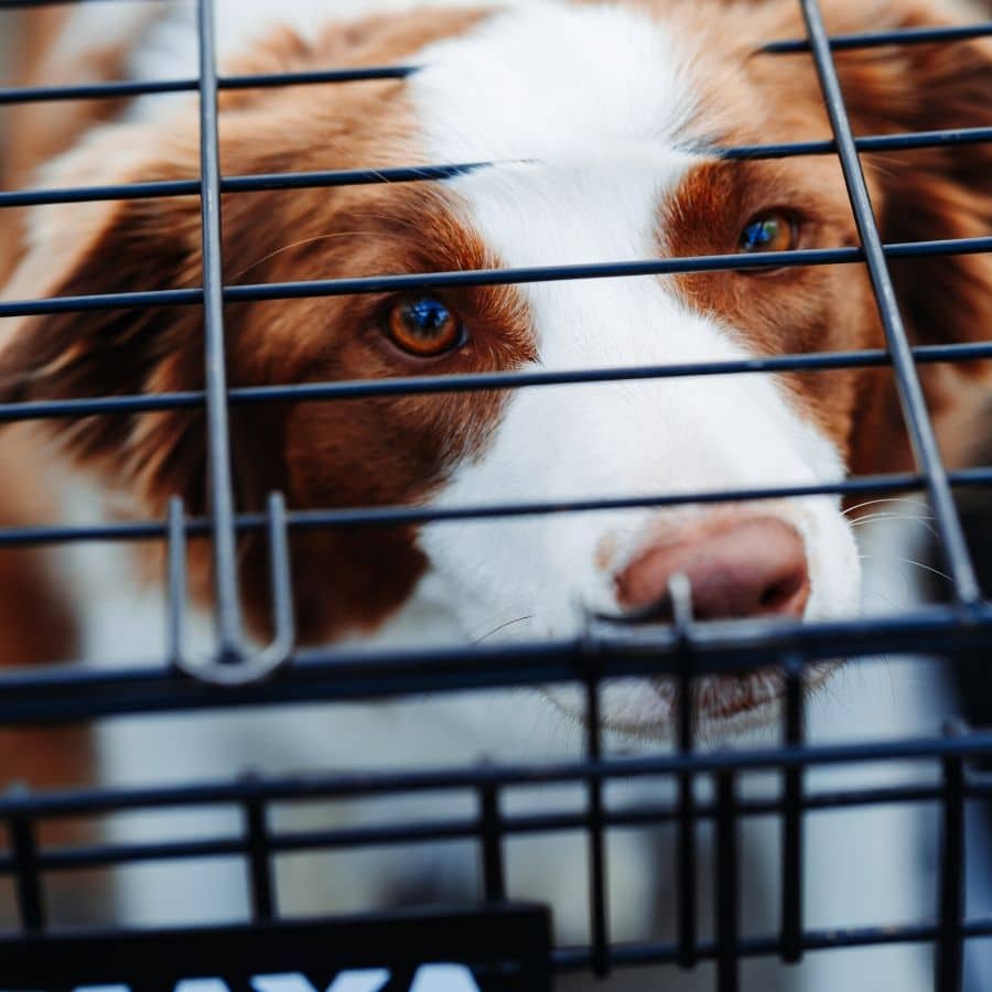 Como treinar o meu cão a dormir numa transportadora