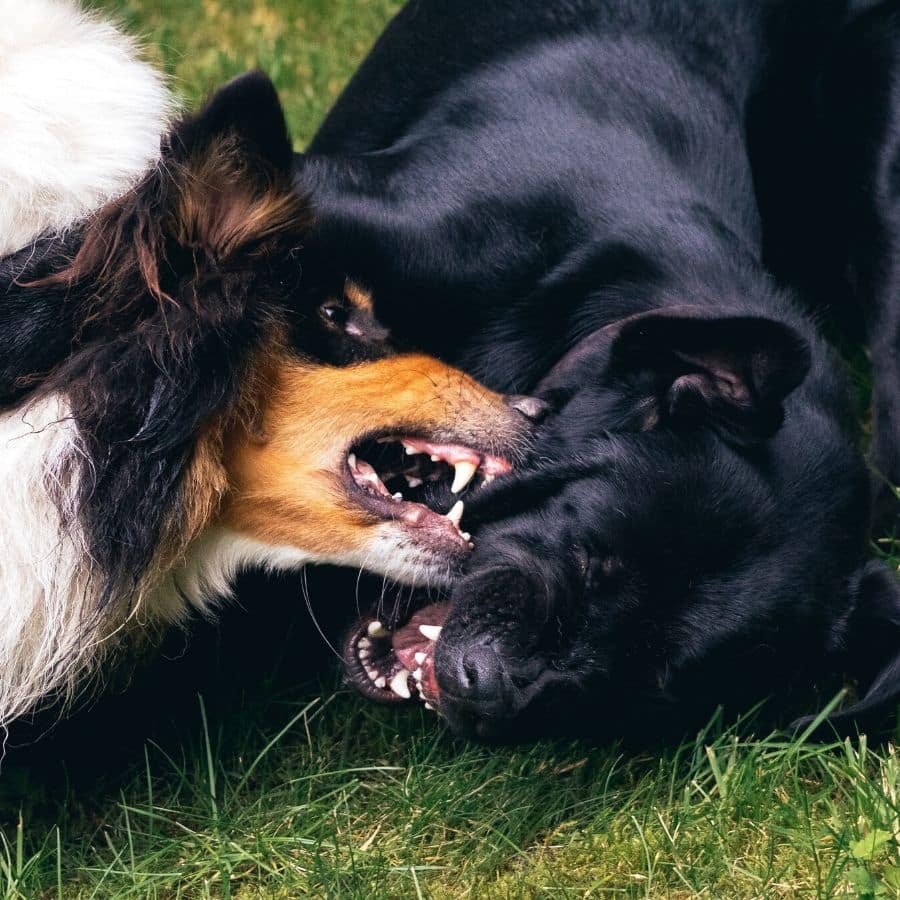 Agressividade entre cães: porquê e como melhorar