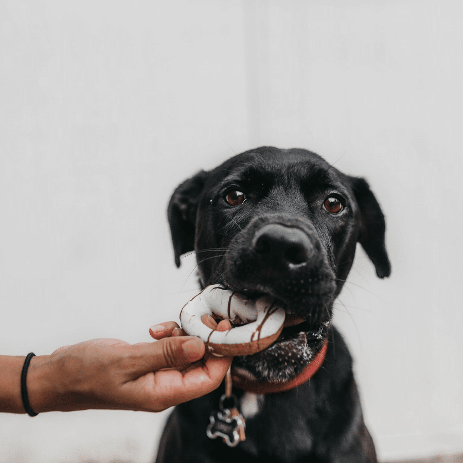 Como evitar que o meu cão fique agressivo com comida