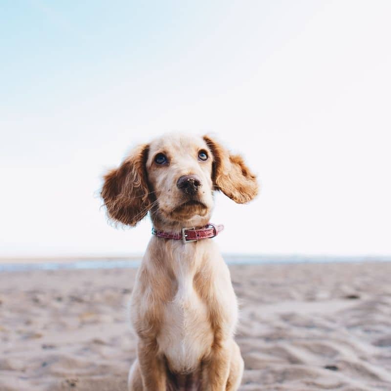 Como ensinar o meu cão a usar açaime