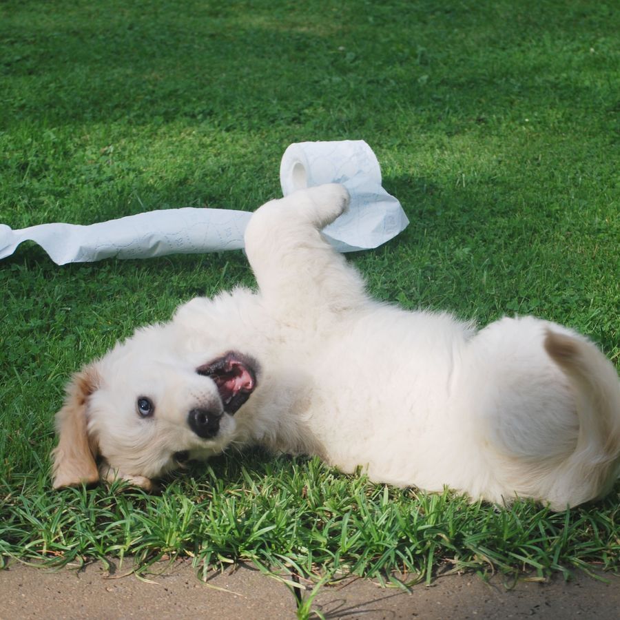 Nível de atividade dos cachorros por idade