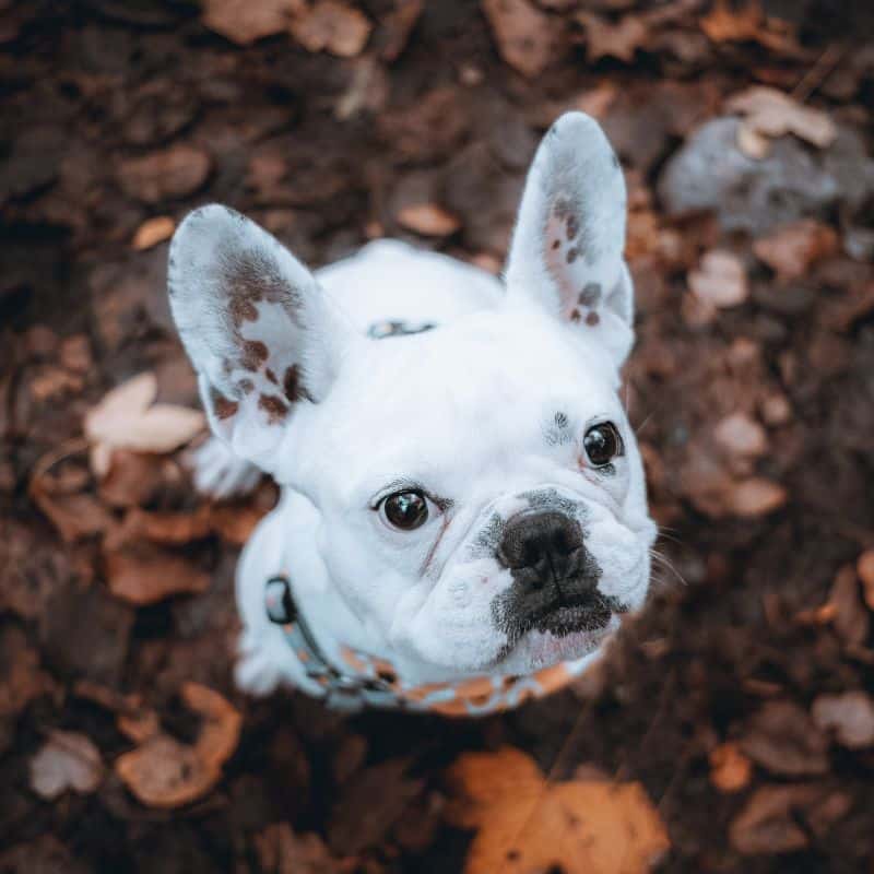 O meu cão tem a pele vermelha: principais causas