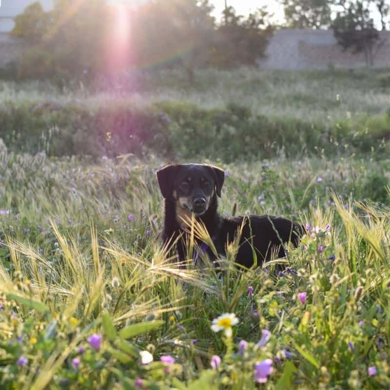 O que fazer perante uma picada de abelha no meu cão?