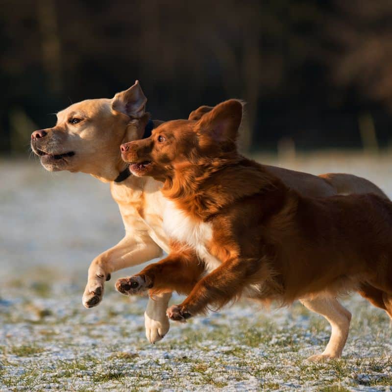 Displasia da anca em cães: o que é, diagnóstico e tratamento