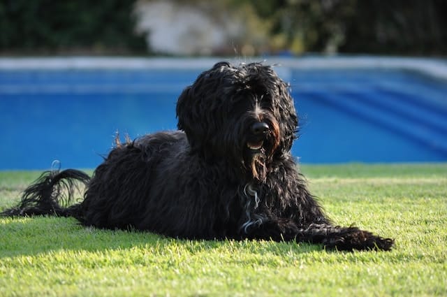 Cão de raça: com ou sem LOP?