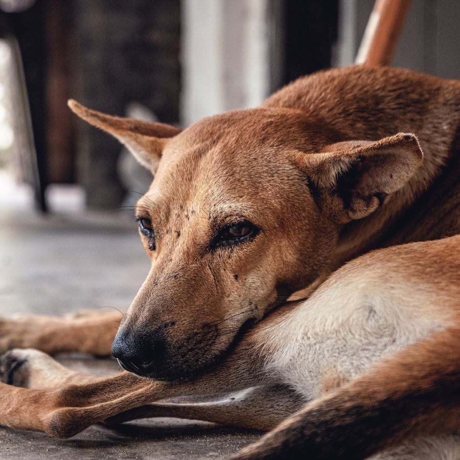 Paso a paso para curar la herida de tu perro