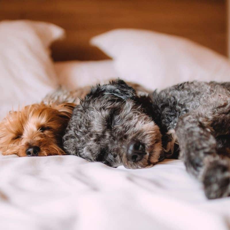 Posso far dormire il cane sul mio letto?