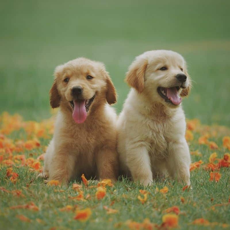 I cuccioli possono mangiare cibo per adulti?