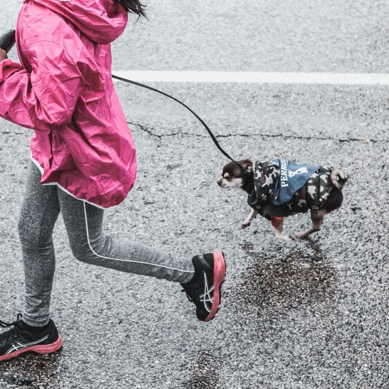 Esercizi in casa con il cane