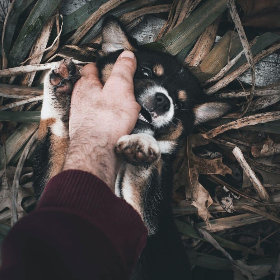 Mordida de cão: o que fazer?