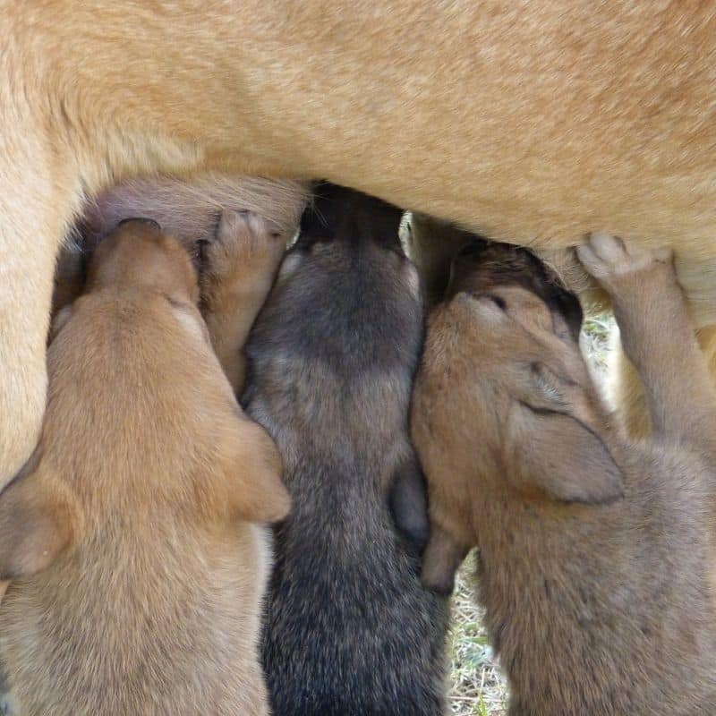 El embarazo psicológico canino