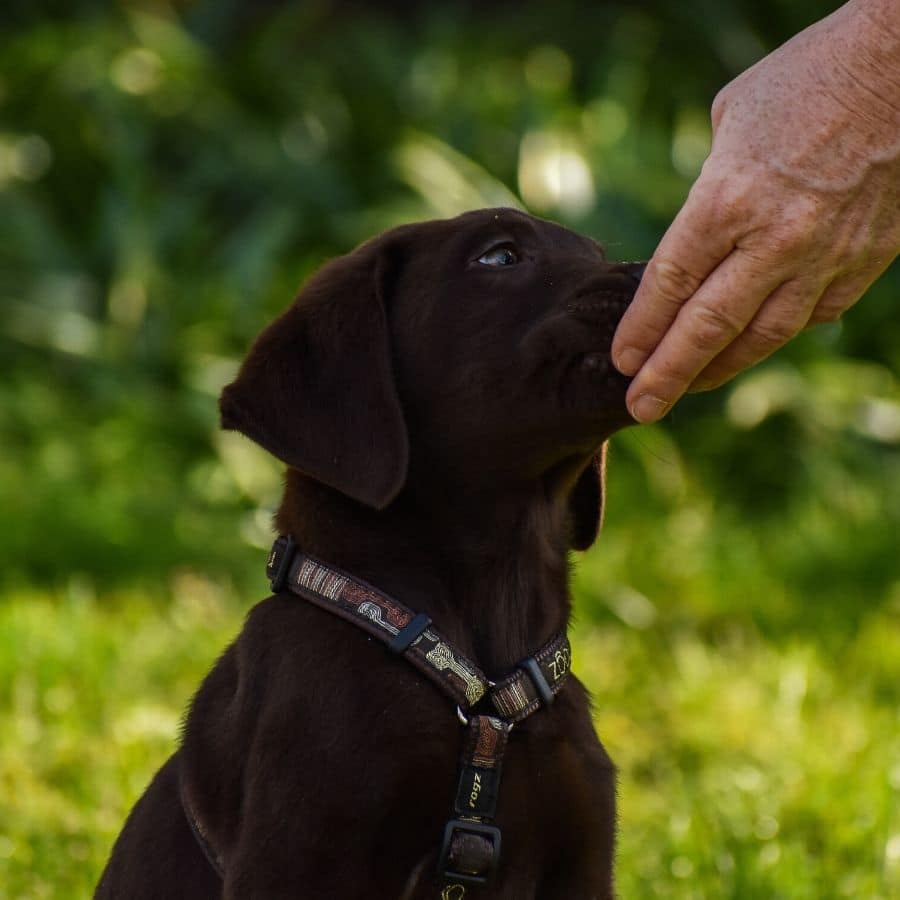 Alergia alimentaria en perros- como detectarla y combatirla. 