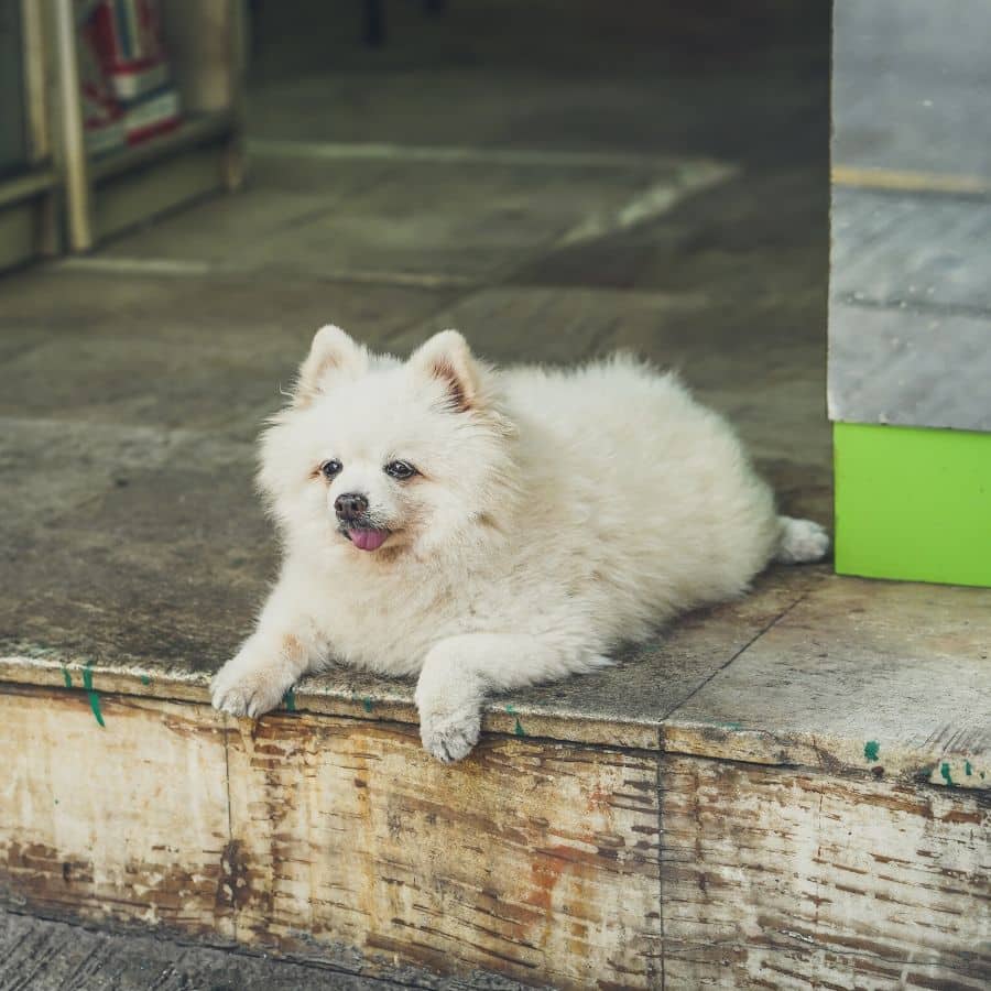 ¿Por que mi perro come y vomita?