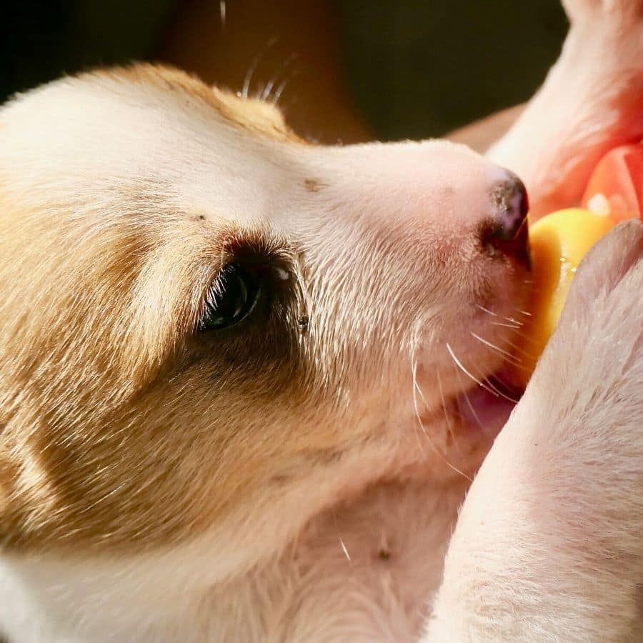 Como alimentar cachorros recién nacidos. 