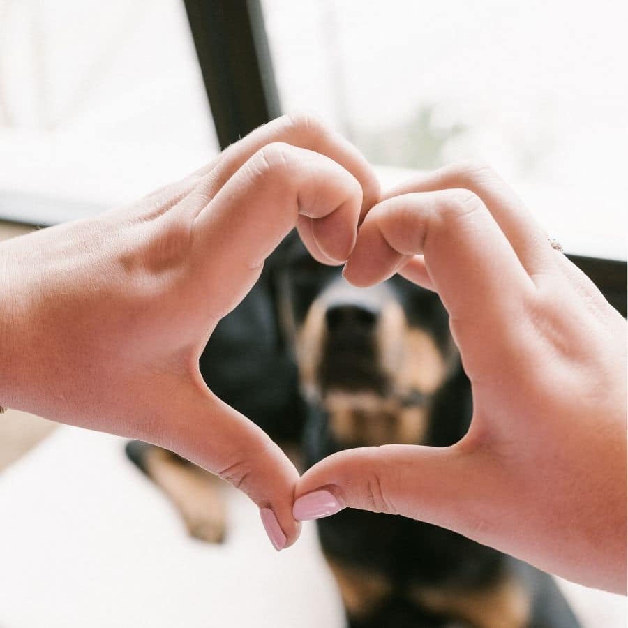 Piensos para perros con problemas del corazón