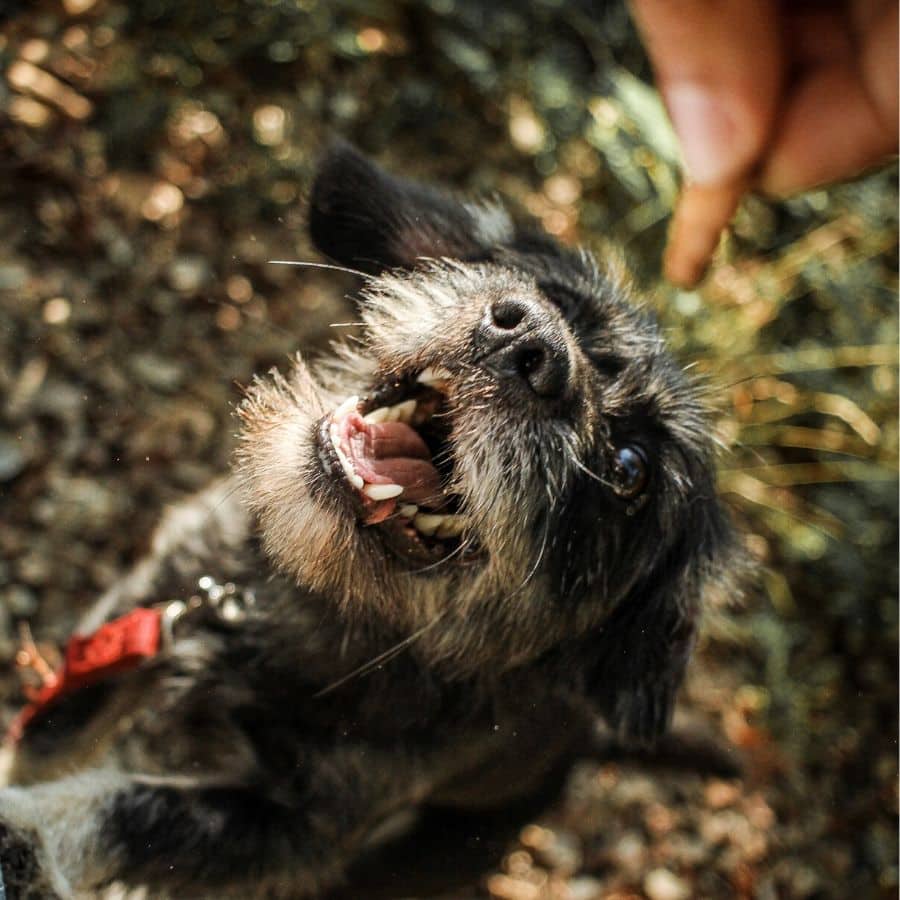 Piensos para perros alérgicos