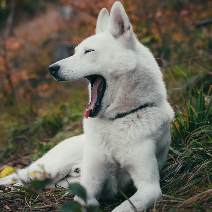 Carenza di magnesio nei cani: sintomi, cause e soluzioni