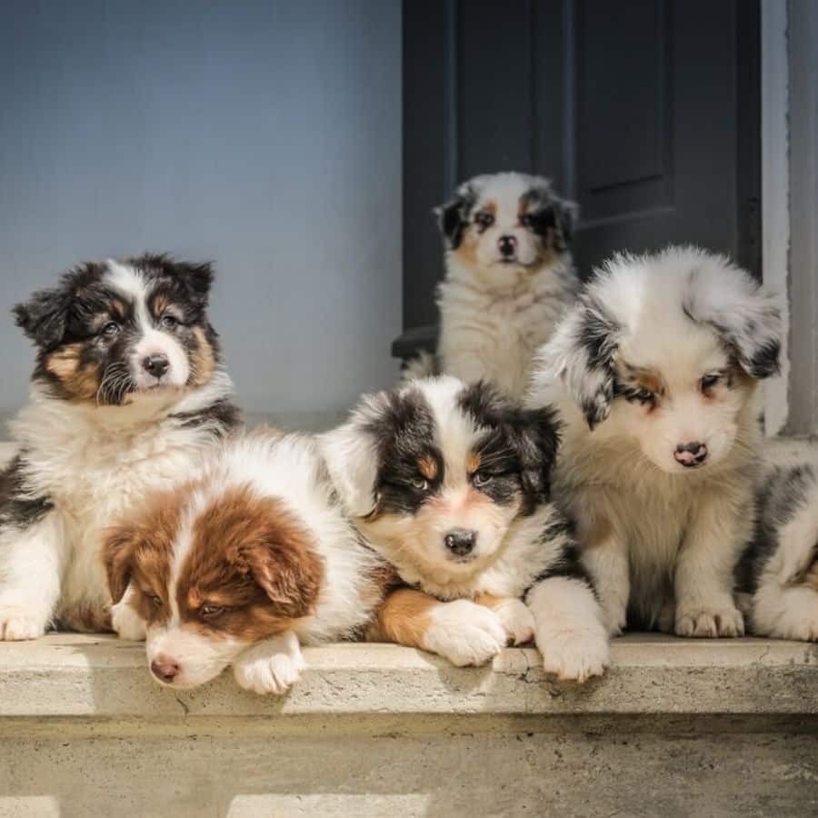 La dieta adatta per il mio cane mentre allatta