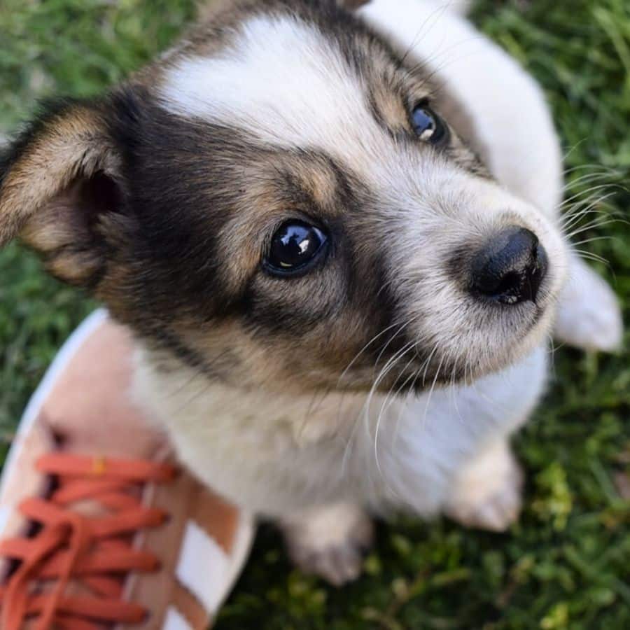 Qual è la cosa che il tuo cane adora  distruggere?