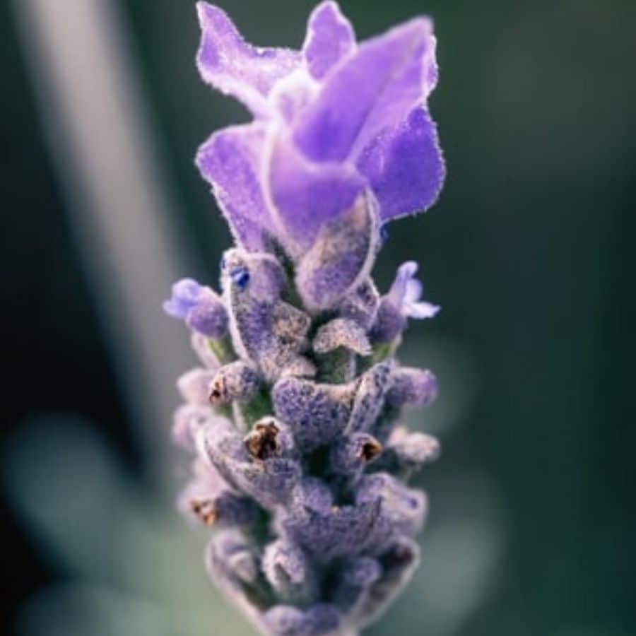 Tutti i benefici dell olio di lavanda per i cani