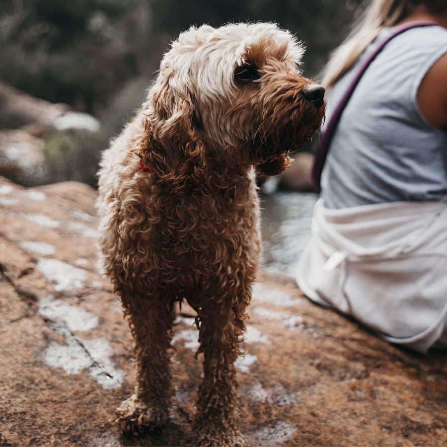 Perché non ho feeling con un cane?