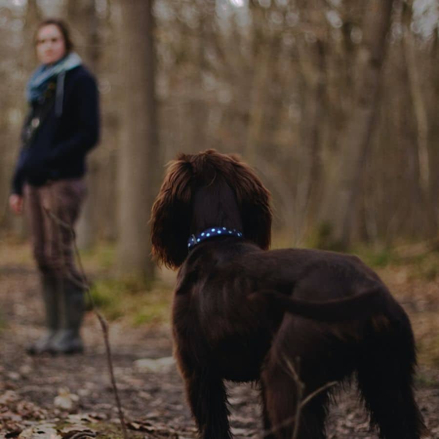 Il mio cane non torna nonostante il richiamo: cosa posso fare?