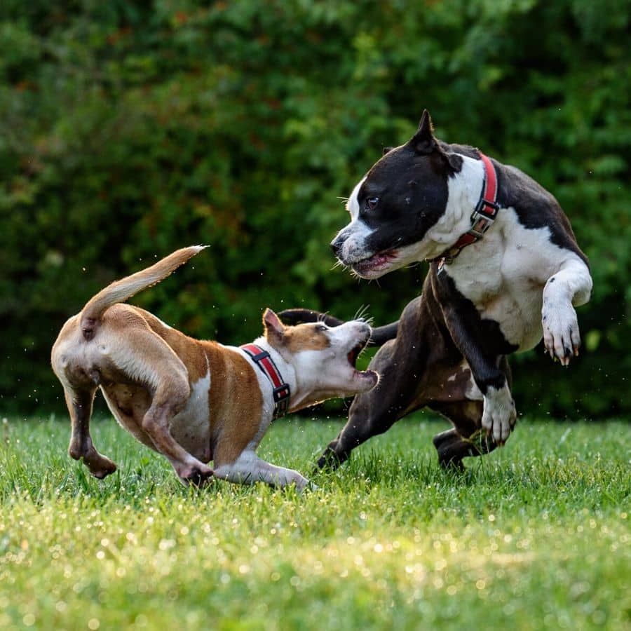 Come gestire una rissa tra due cani