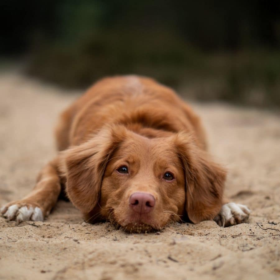 La pancreatite nei cani: sintomi e trattamento