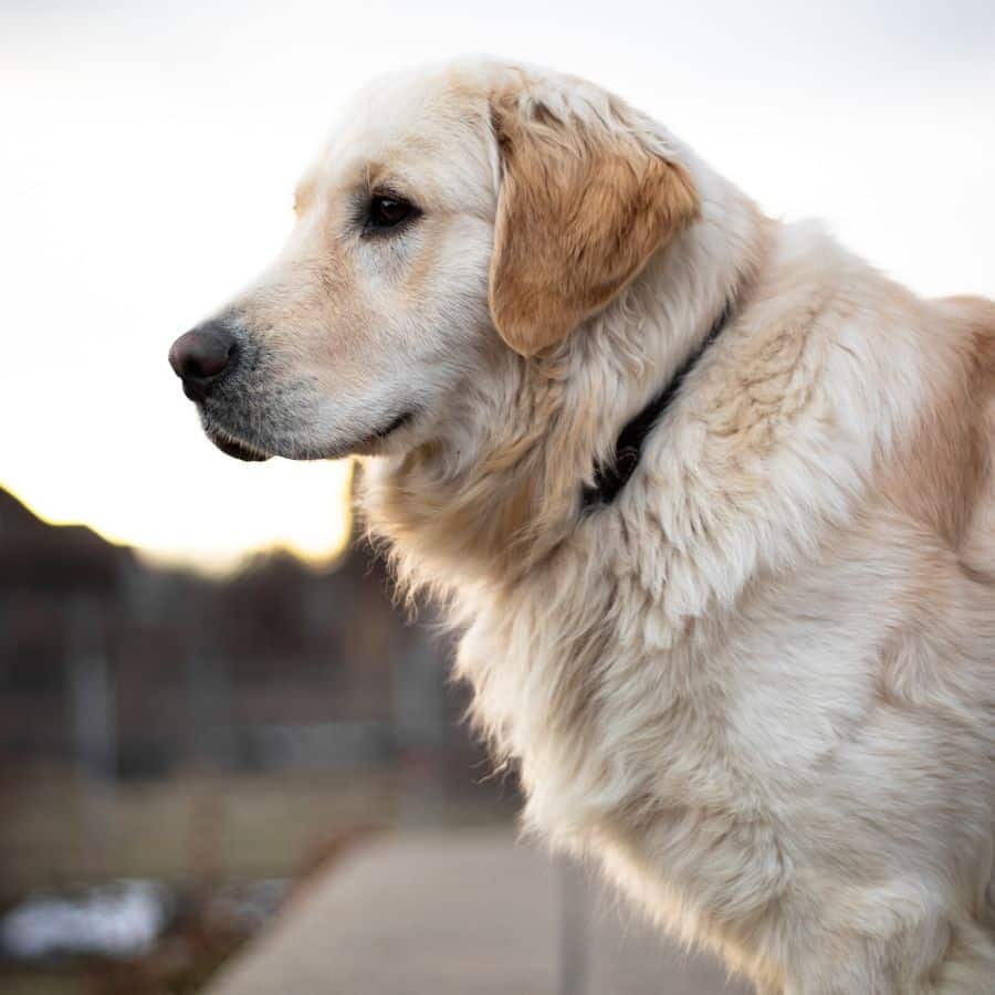 Cuidados para un perro con dolores articulares