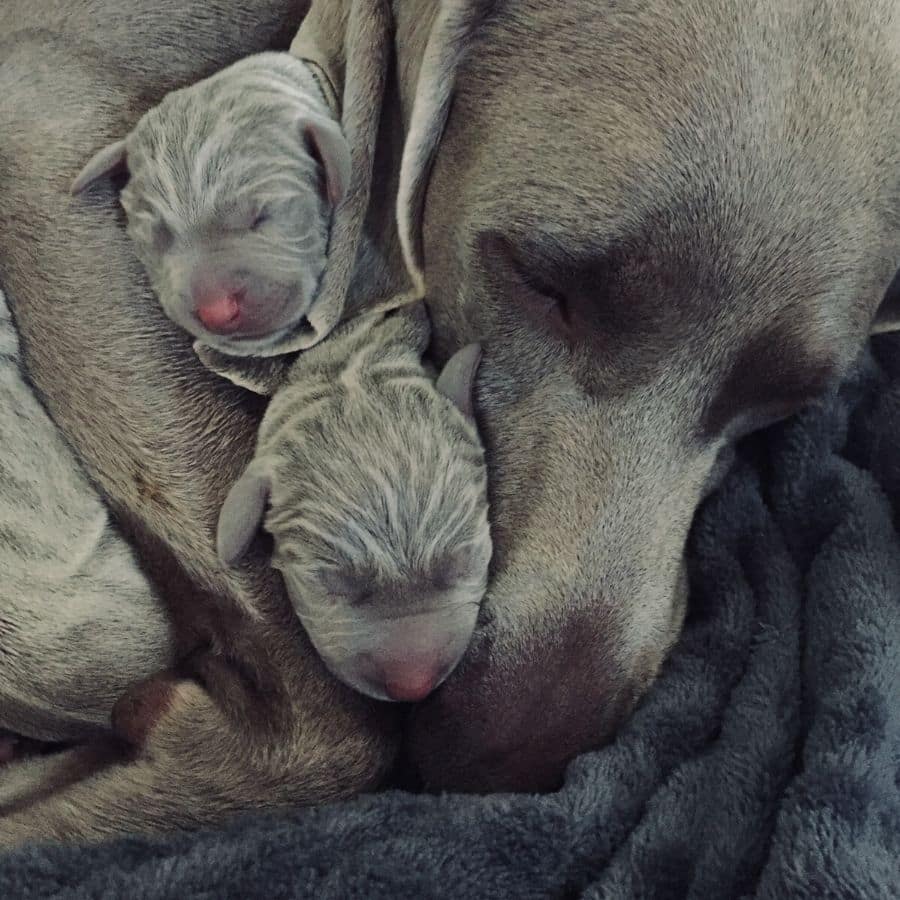 Desenvolvimento dos cachorros e cuidados a ter com eles