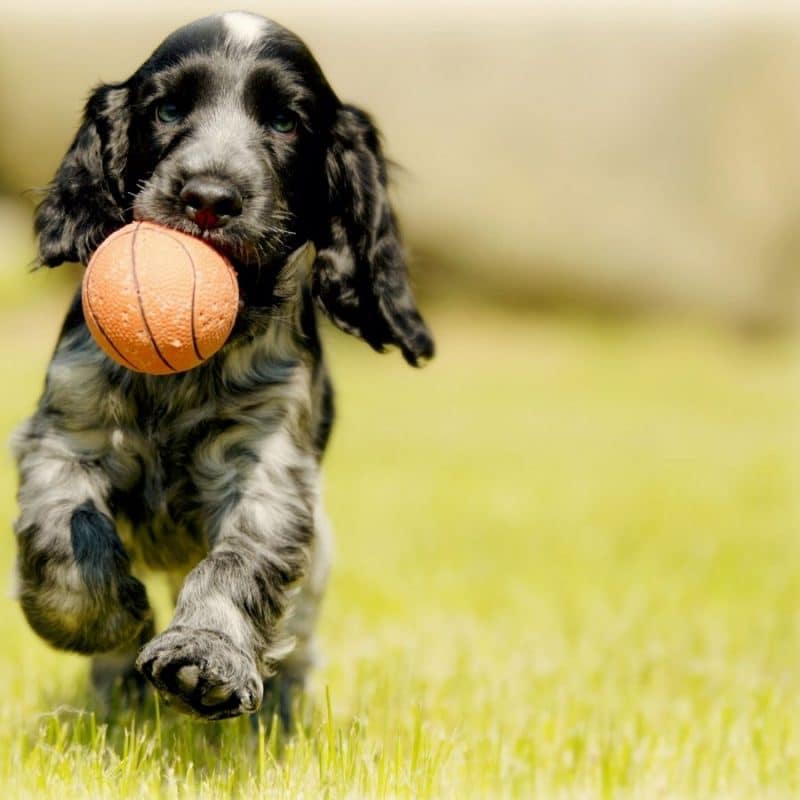 6 tipi di frutta che il tuo cane può mangiare