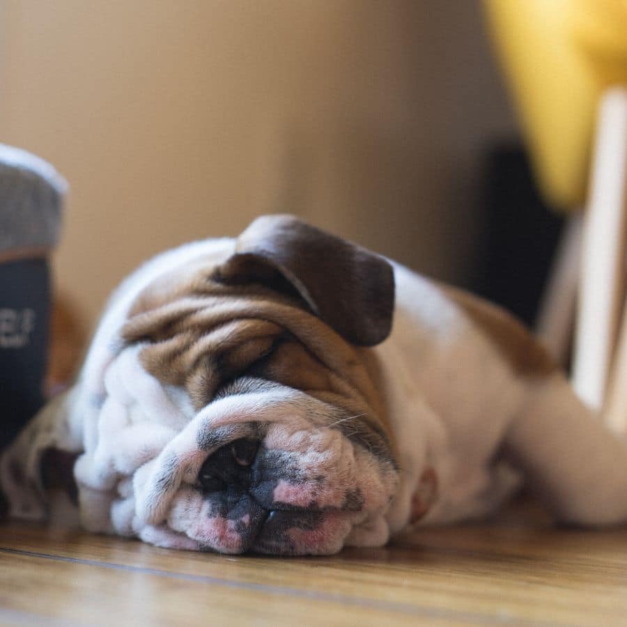 Como voltar à rotina com o seu cão depois da quarentena