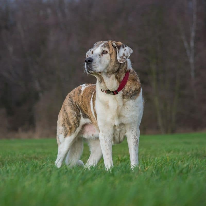 Razas de perros grandes