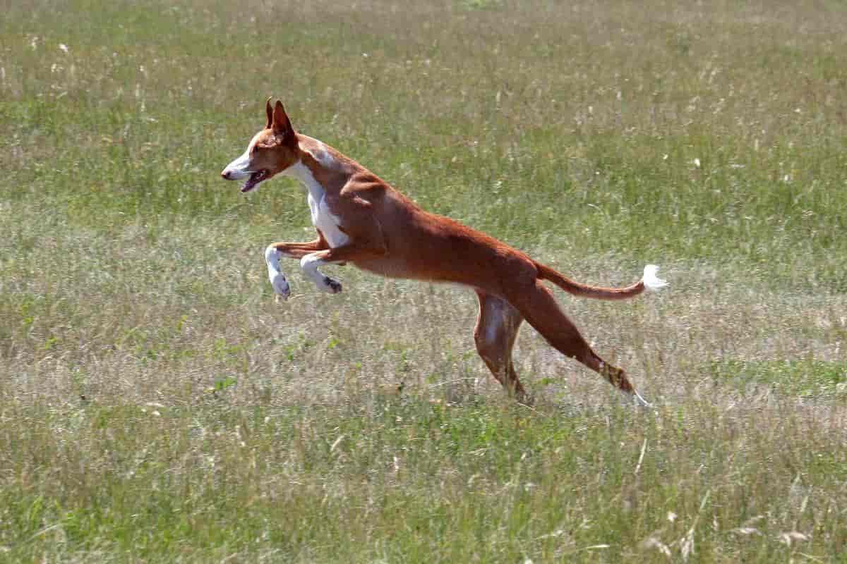 Podenco – Características y cuidados de la raza