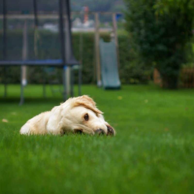 Come estrarre una zecca al cane