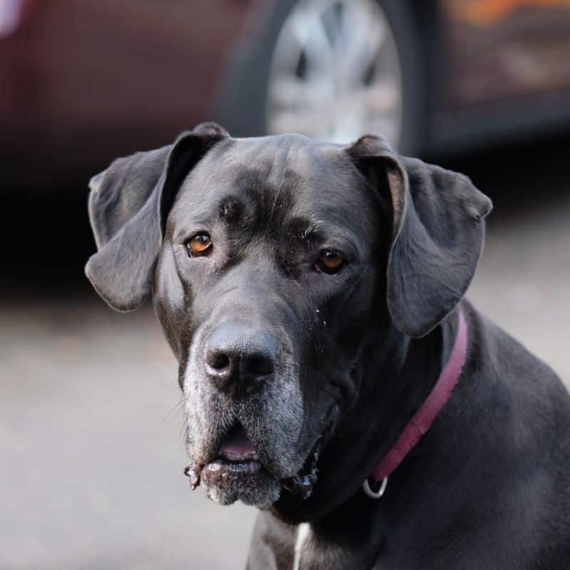 Torsione dello stomaco nel cane