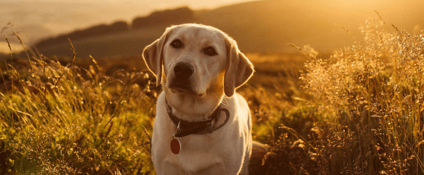 Cão de raça Labrador: tudo o que precisa saber