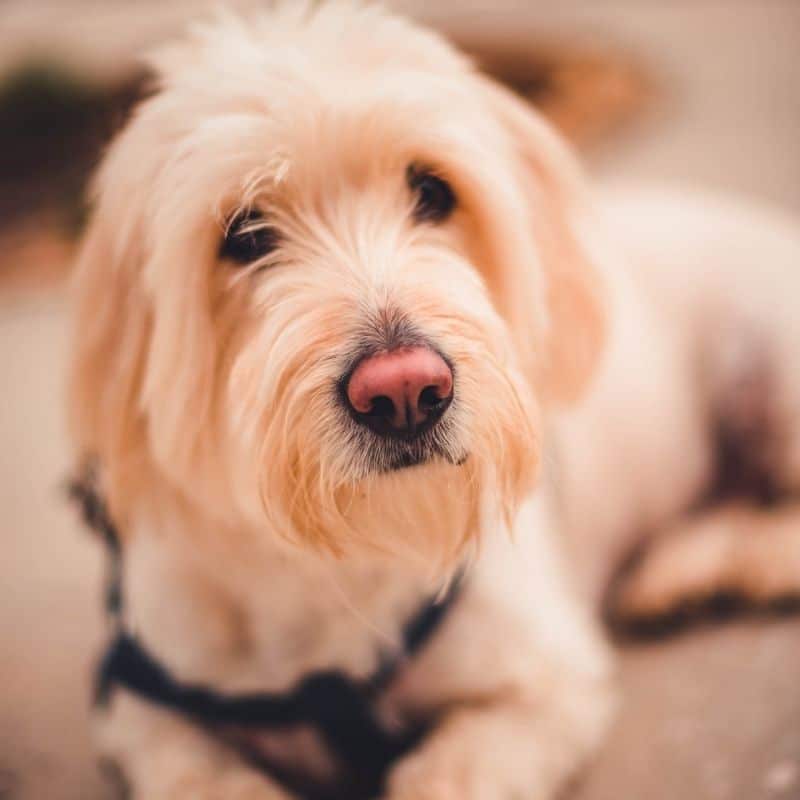 Il mio cane vomita giallo cause e rimedi Blog Barkyn