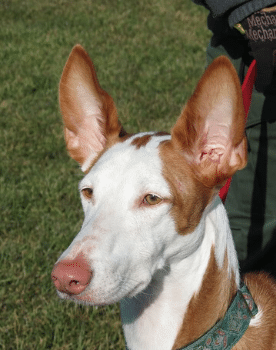 Podenco canario