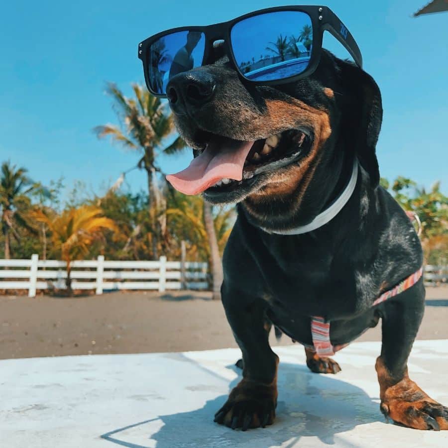 O meu cão deve usar protetor solar?