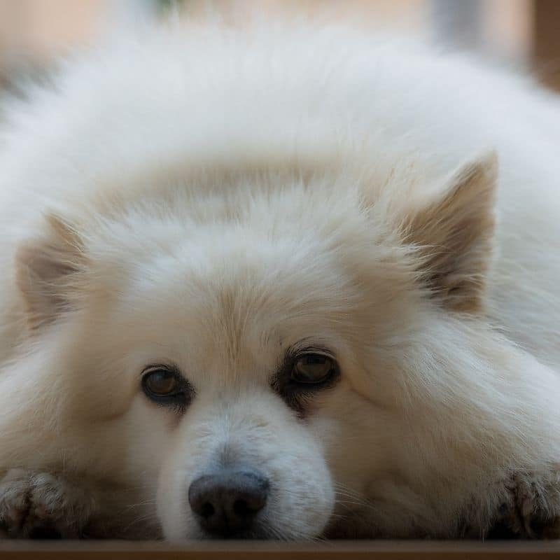 Ascite nel cane: i consigli del veterinario