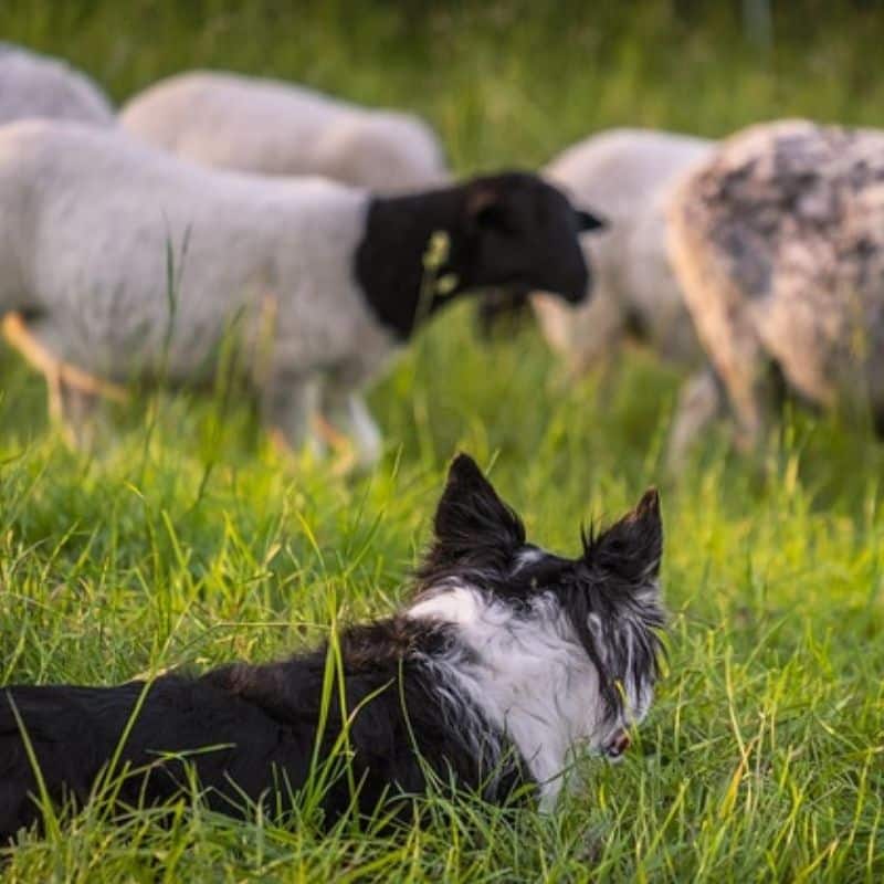 10 razze di cani da pastore e bovari