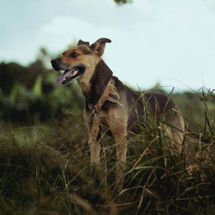 Leisguard para cães