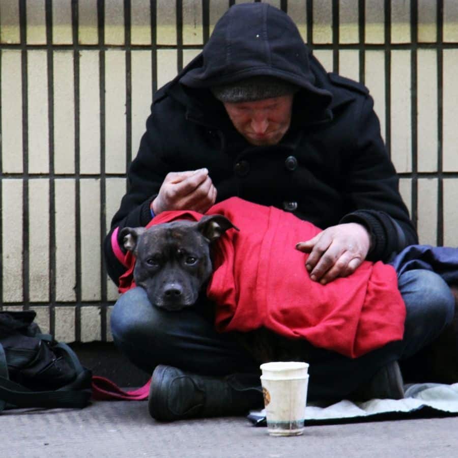 5 principais razões pelas quais as pessoas abandonam os seus cães