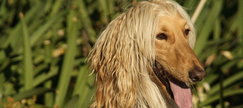 Galgo Afgano