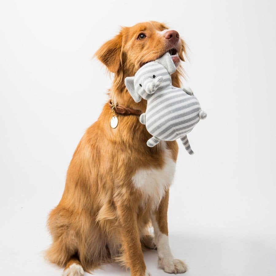 Técnicas de adiestramiento canino