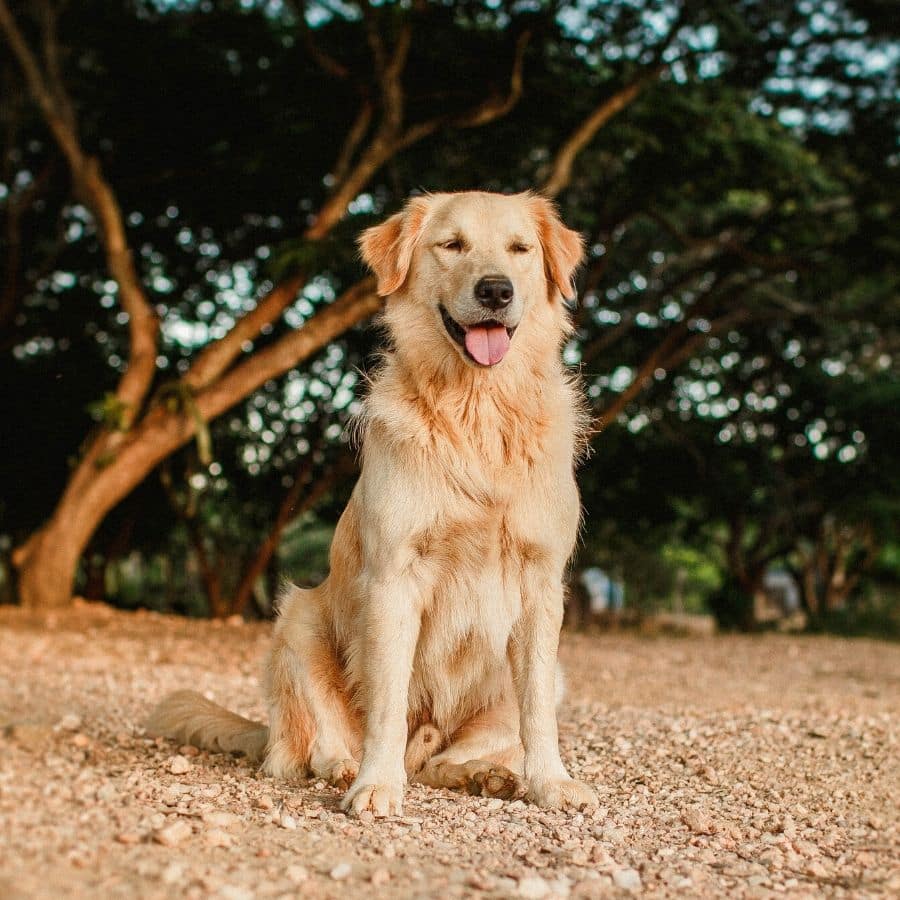 Sepa todo sobre el Golden Retriever